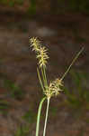 Bristly flatsedge